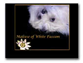 Maltese of White Passion