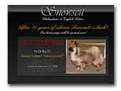 English Setters and Chihuahuas Kennel Snowsett
