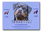 Rottweilers Marstal
