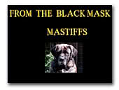 From The Black Mask Mastiffs
