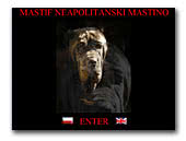 Mastino Napoletano Krzyk Uwielbienia Kennel