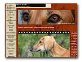 Maysun Saluki