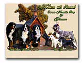 Bernese Mountain Dogs & Schnauzers kennel Mikes uti