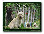 Cairn Terrier Kennel Minagro