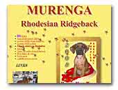 Rhodesian Ridgeback Murenga