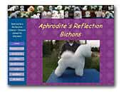 Bichon Frise Aphrodite's Reflection Kennel