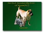 od Masumi Kennel