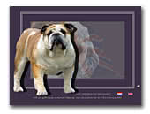 English Bulldogs of the Chamreun