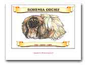 Pekingese Bohemia Orchis
