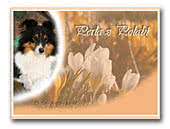 Shetland Sheepdog Perla z Polabí