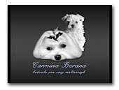 Carmina Burana Maltese