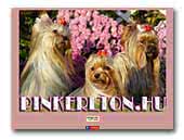 Pinkerlton Yorkshire Terriers