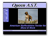 American Staffordshire Terrier Queen