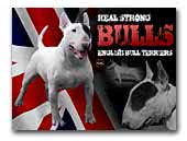 Real Strong Bulls