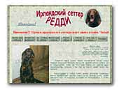 Reddy Irish setter 