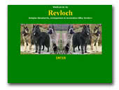 Belgian Shepherd Dogs Revloch Kennel