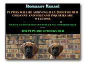 Great Danes Kennel Romanov