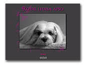 Royal Lhasa Apso & Web Design & Dog Handling
