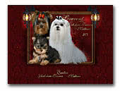 Serevent Maltese & Yorkshire-Terrier Kennel