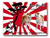 Shohago Japanese Akita Kennel
