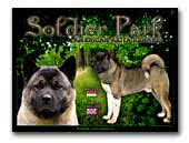 Soldier Park American Akita
