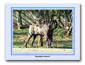 Steelbones Kennel
