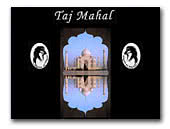 Kennel Tajmahal Whippets and Afghan Hounds