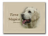 Terra Magica Golden Retrievers Kennel