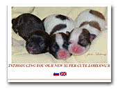 Lobsang Tibetan Spaniels