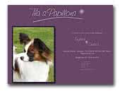 Papillon Tila's Kennel
