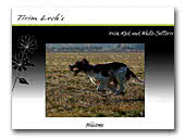 Tirim Loch's Irish Red and White Setter