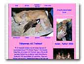Chihuahuas Trollmons Tassar breeder