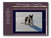Turning Leaf's Collie Smooth